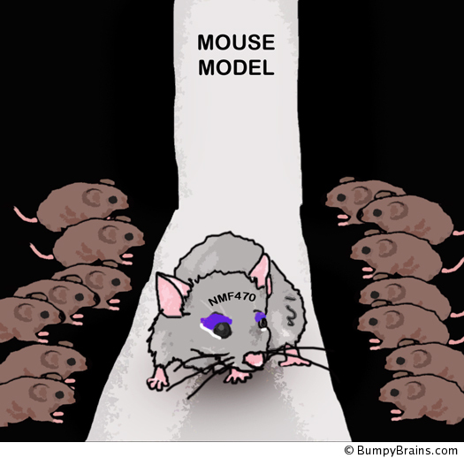 Mouse Model