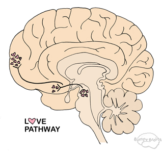 Love Reward Pathway