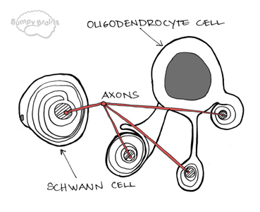 Oligodendrocyte and Schwann