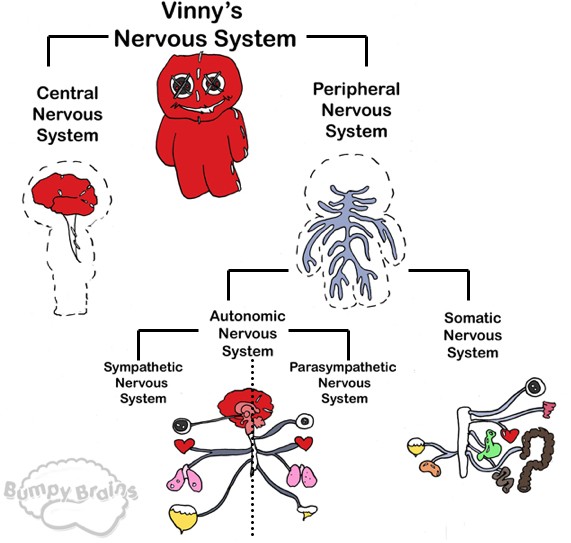 Vinny's Nervous System