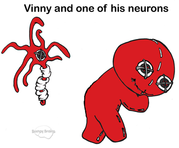 Vinny's Neuron