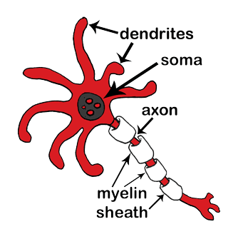 Vinny's Neuron