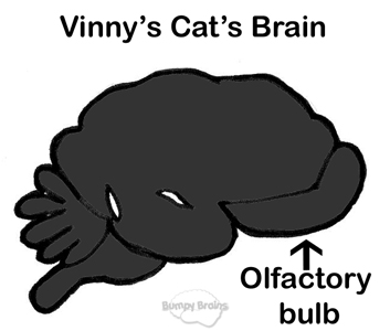 Vinny's Cat's Brain