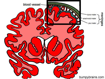 Meninges