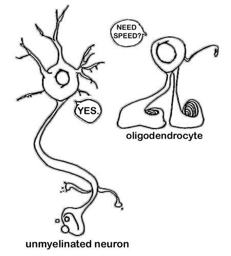 Myelin Pusher
