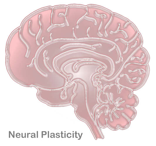 Neural Plasticity