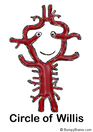 Circle of Willis