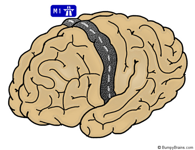 Motor Cortex