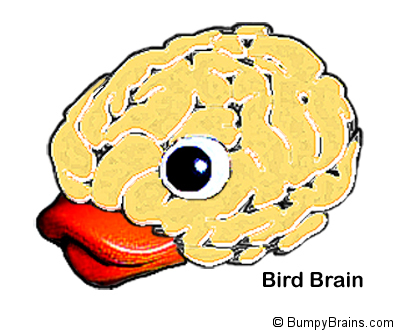 Bird Brain
