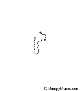 Anandamide