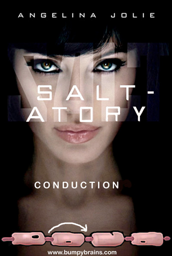 Saltatory Conduction