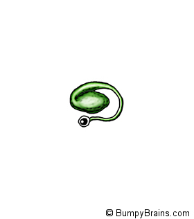 Basal Ganglia
