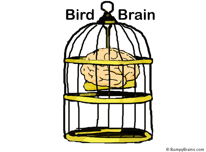 Bird Brain