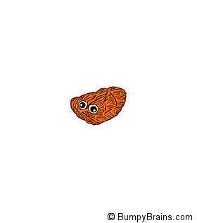 Cerebellum