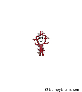 Circle of Willis