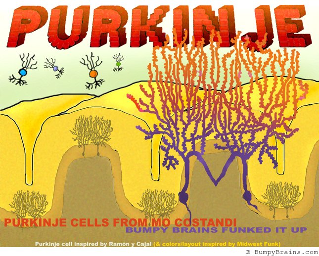 Funky Purkinje