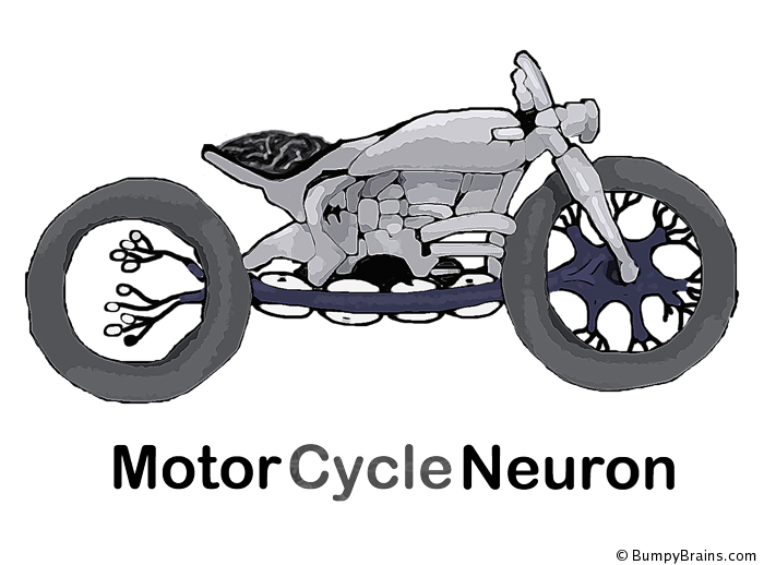MotorCycleNeuron