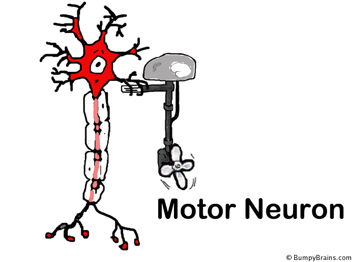 Motor Neuron