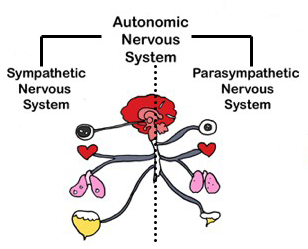 Autonomic NS