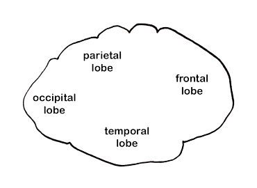 Vinny's Brain Outline