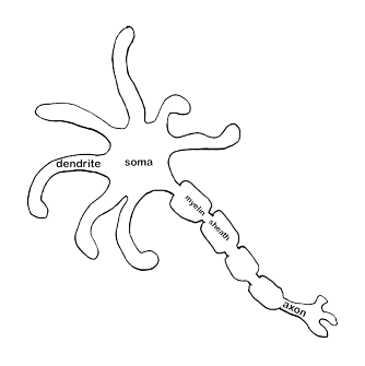 Vinny's Neuron Outline
