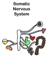 Somatic Nervous System